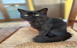 Scottish gatti in vendita: Scottish straight a Provincia di Mantova - Immagine 2