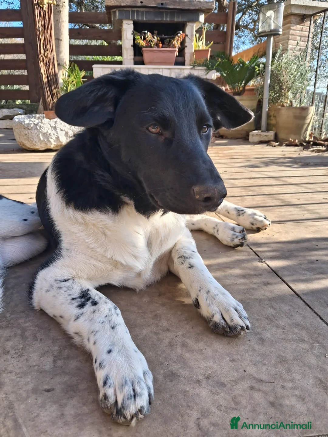 Meticcio cani in regalo: SIMPATICI FRATELLINI DA AMARE - Annuncio 2