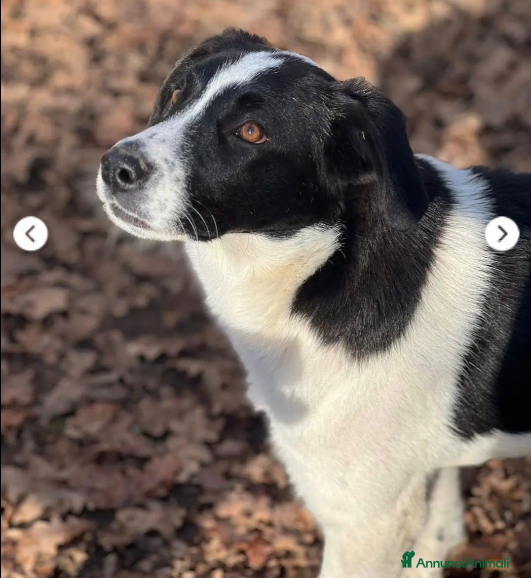 Meticcio cani 2fratellini 9mesi kg15 NN LI POSSONO+TENERE!!ROMA  - Annuncio 35