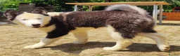 Yakutian Laika cani in vendita: Cuccioli di Yakutian Laika - Annuncio 6