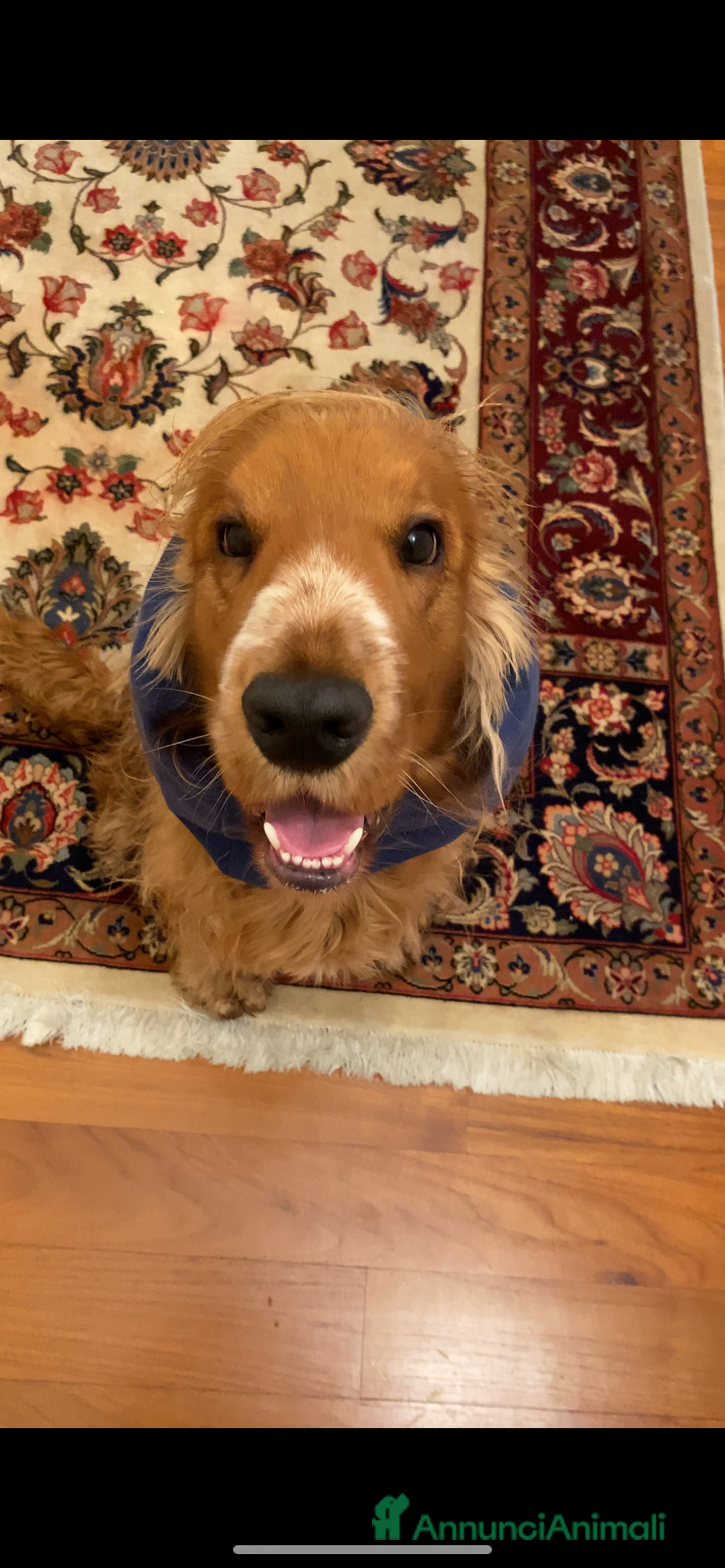 Cocker cani per accoppiamento: Cocker Spaniel maschio pronto per accoppiamento  - Annuncio 6