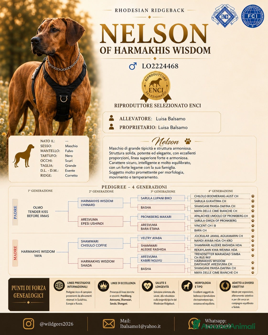 Rhodesian Ridgeback cani Cuccioli Rhodesian Ridgeback con Pedigree ENCI - Annuncio 2