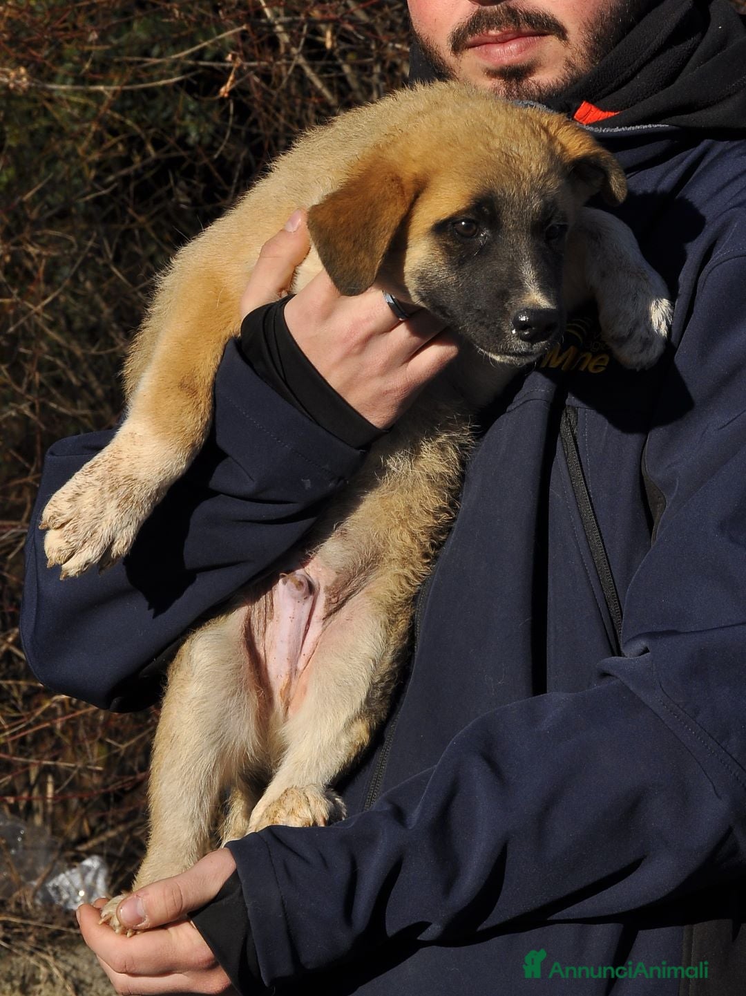 Altre razze cani in regalo: tini e tortellino - Annuncio 2