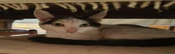 Europeo gatti in regalo: gattina 5 mesi  - Annuncio 2