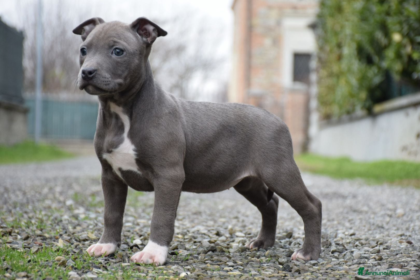 Pitbull cani Cuccioli Pit Bull con pedigree anche a rate! - Annuncio 1