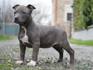 Pitbull cani Cuccioli Pit Bull con pedigree anche a rate! - Annuncio 1