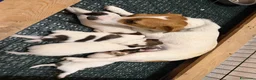 Jack Russell cani in vendita: Cucciola femmina jack Russell pedegree - Annuncio 4