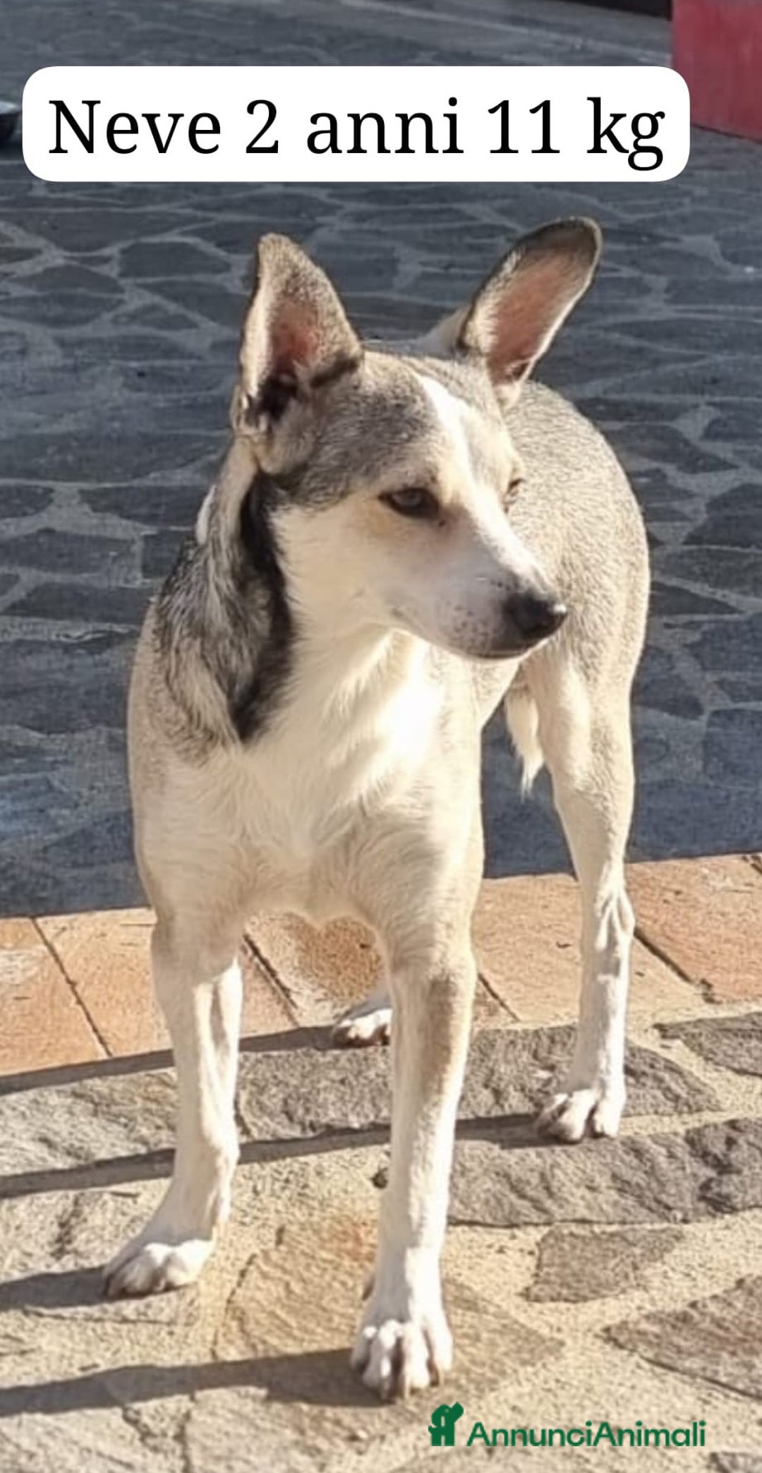 Meticcio cani in regalo: Una casa e tanto amore per Miele e Neve - Annuncio 3