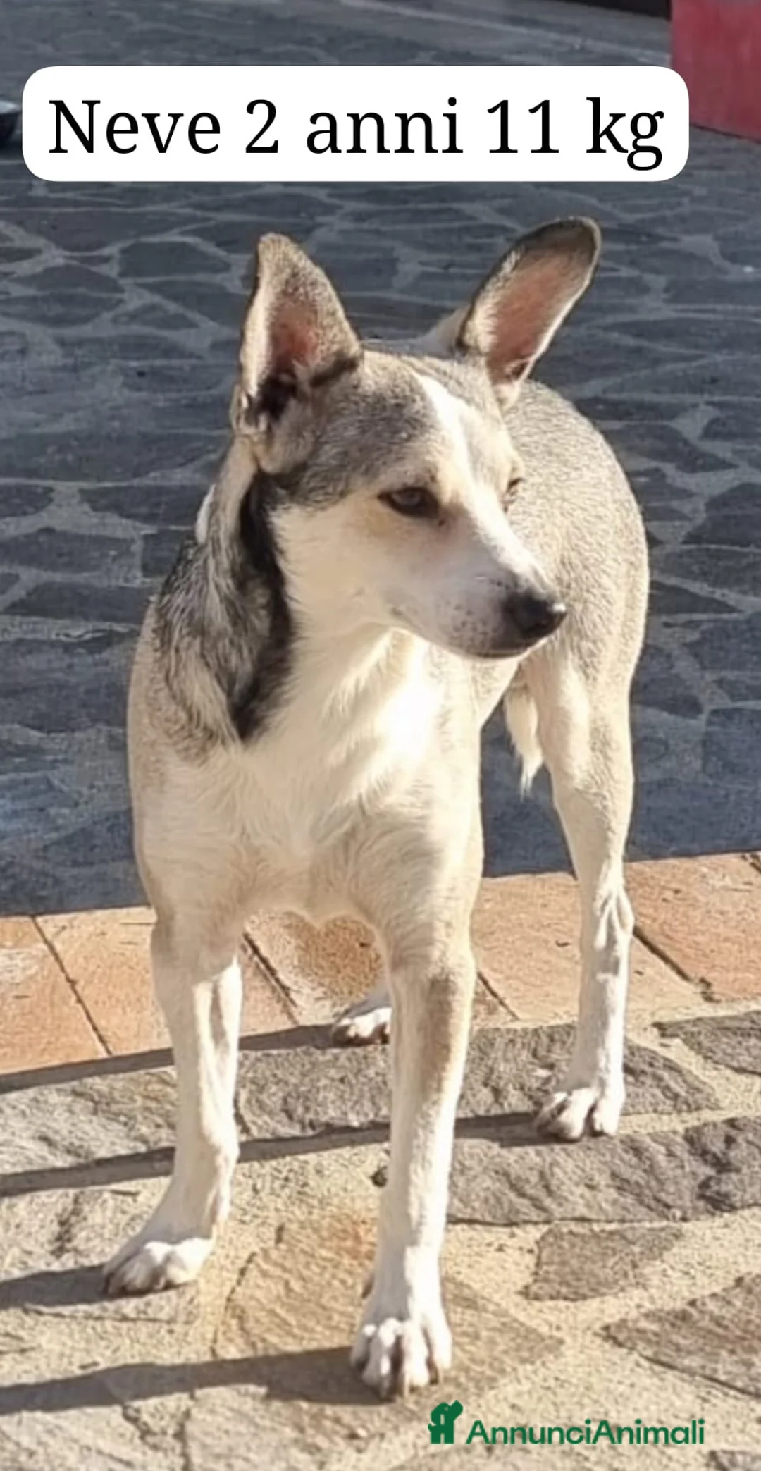 Meticcio cani in regalo: Una casa e tanto amore per Miele e Neve - Annuncio 3