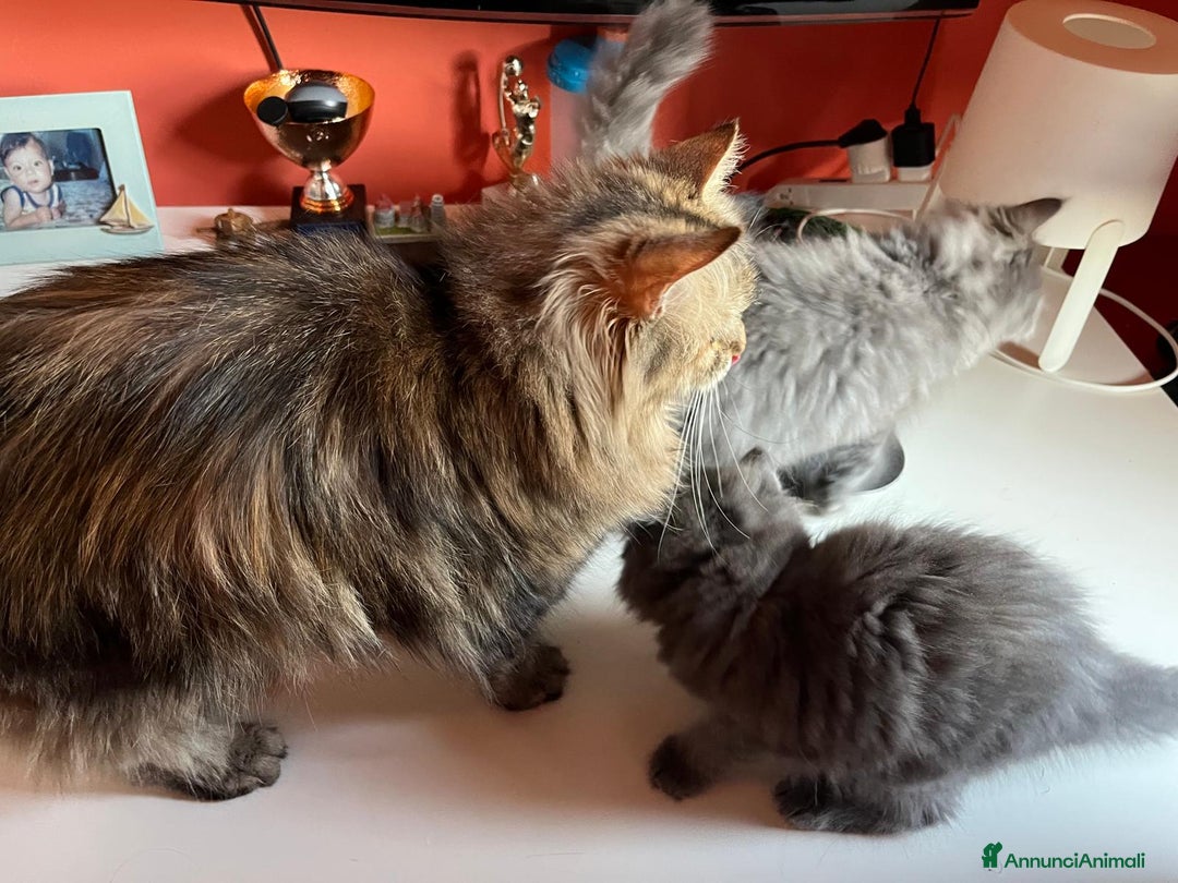 Siberiano gatti in vendita: Bellissimi Gattini siberiani e Neva masquerade. a Città Metropolitana di Genova - Immagine 10