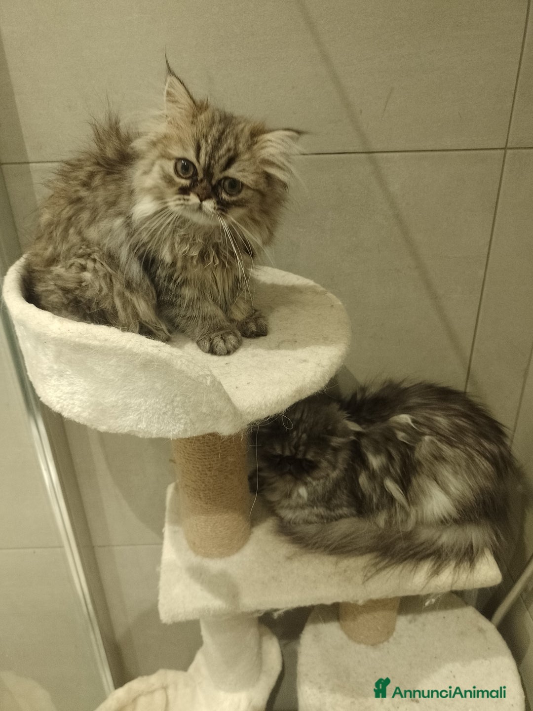 Persiano gatti in vendita: Splendida cucciola  - Annuncio 4