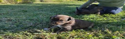 Meticcio cani in regalo: Regalo cuccioli a Provincia di Cuneo - Annuncio 1