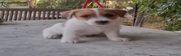 Jack Russell cani in vendita: Jack Russell Terrier Broken Ruvido cuccioli  - Annuncio 2