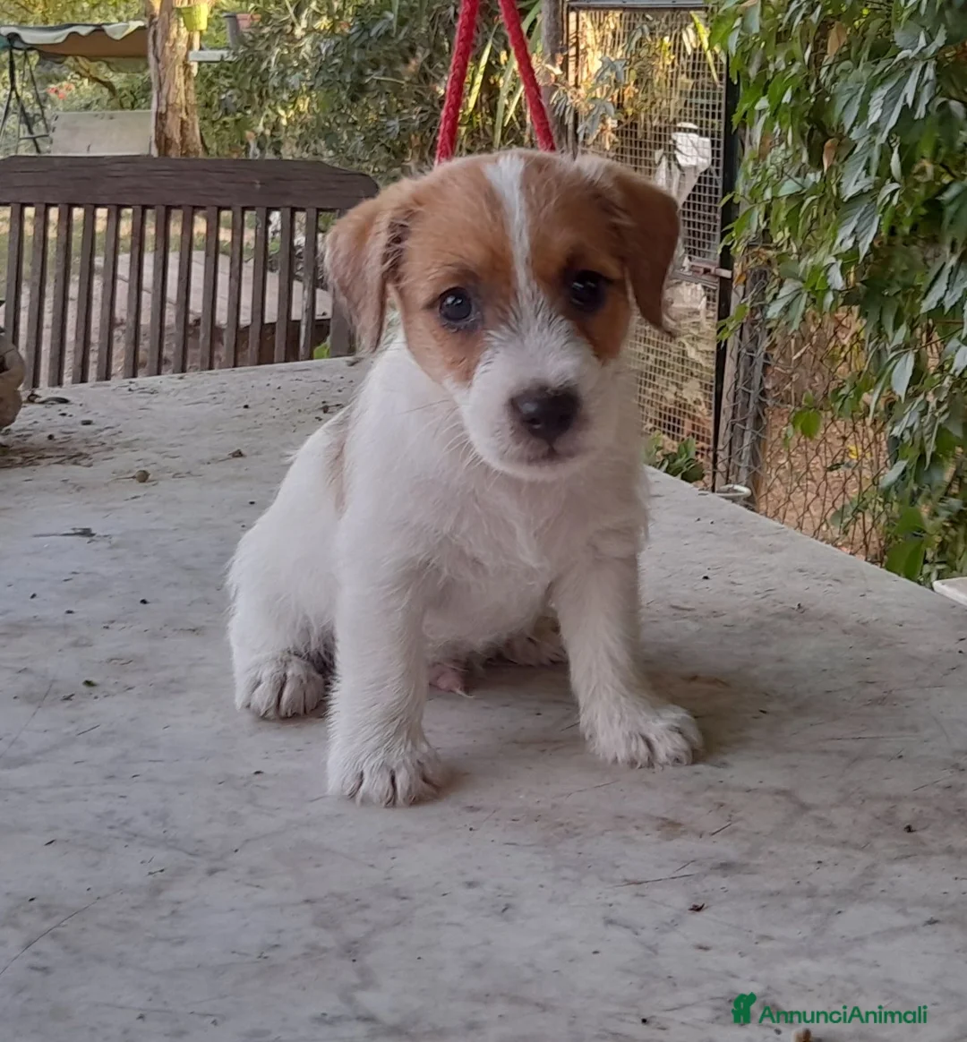 Jack Russell cani in vendita: Jack Russell Terrier Broken Ruvido cuccioli  - Annuncio 2