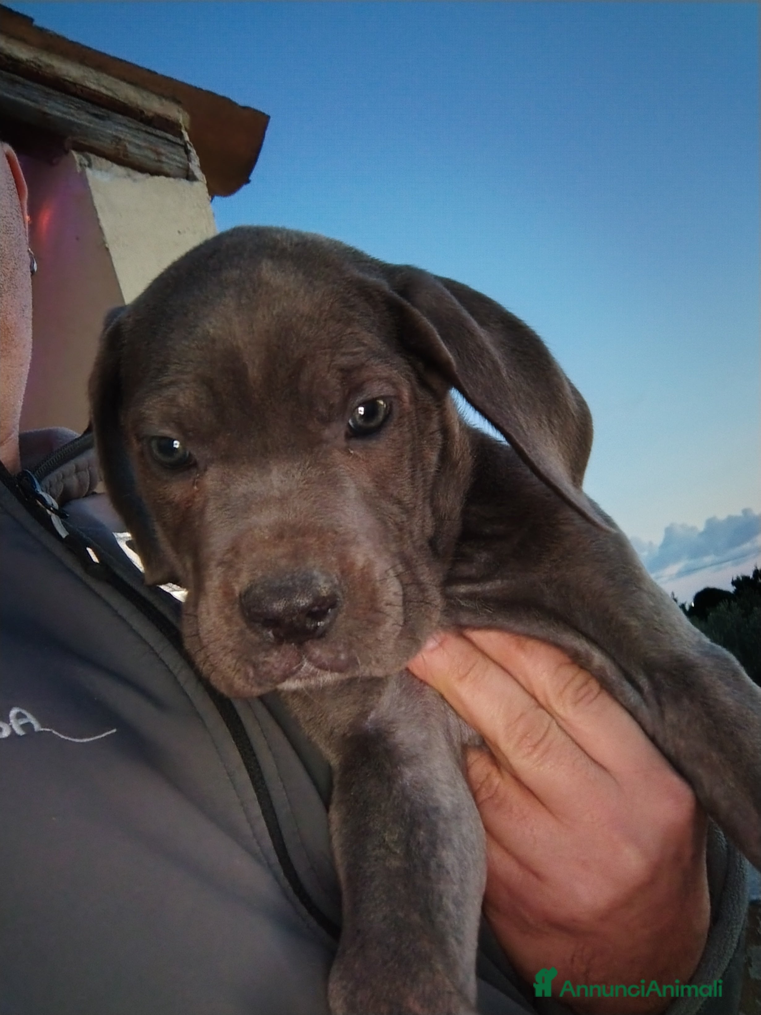 Cane Corso cani Cane corso pedigree  - Annuncio 2