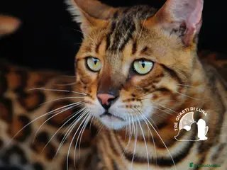 Bengala gatti Gatti Bengala Disponibili – Eleganza Selvaggia - Annuncio 11