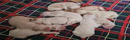 Golden Retriever cani in vendita: CUCCIOLI GOLDEN RETRIEVER - Annuncio 11