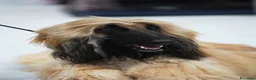 Levriero cani in vendita: BELLISSIMO CUCCIOLO LEVRIERO AFGANO a Provincia di Viterbo - Annuncio 11