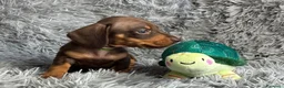 Bassotto cani in vendita: Bassotti Nani  - Annuncio 4