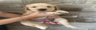 Golden Retriever Cucciolo 2