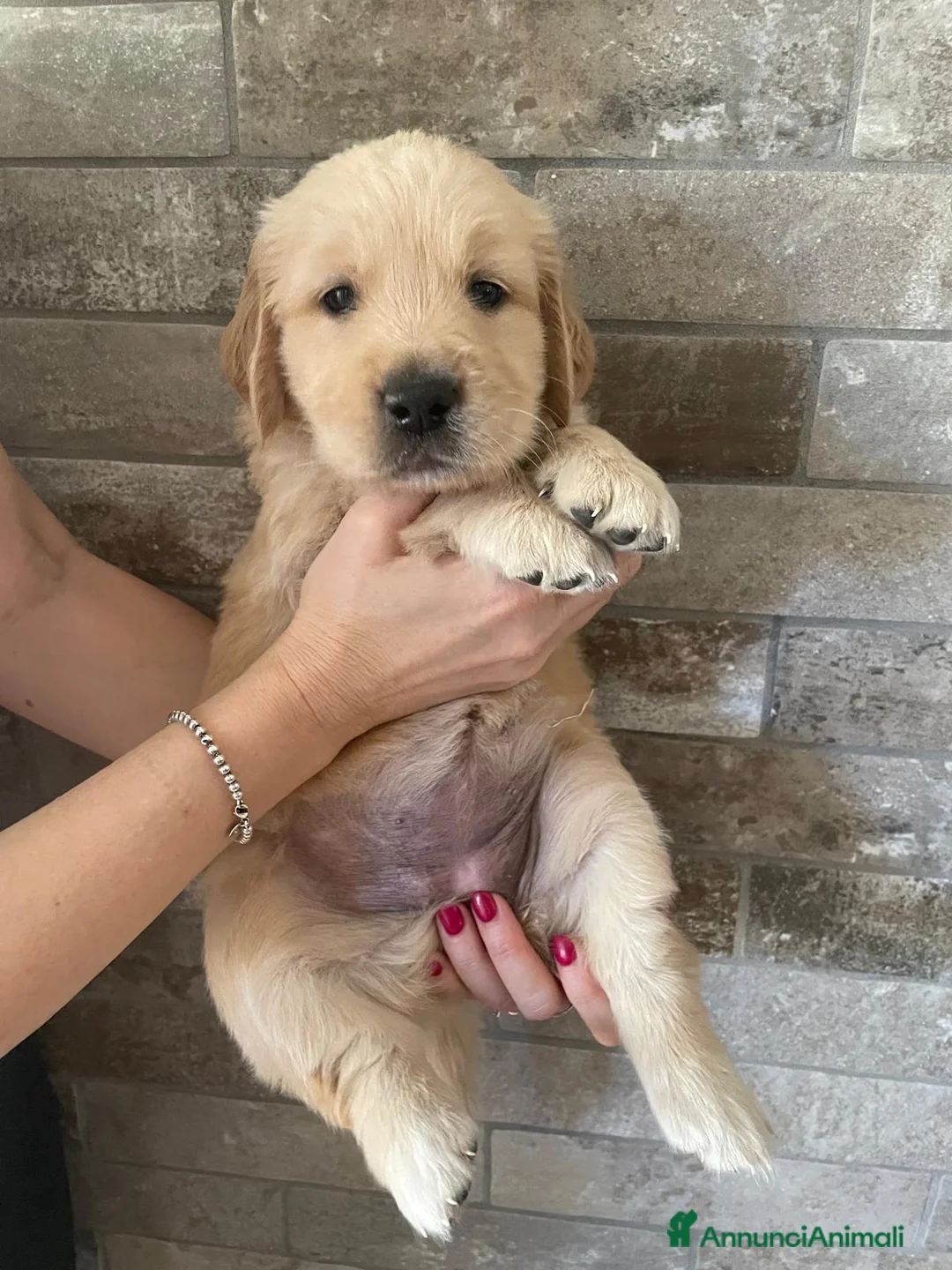 Golden Retriever cani in vendita: Cuccioli golden retriever linea inglese pedigree - Annuncio 2