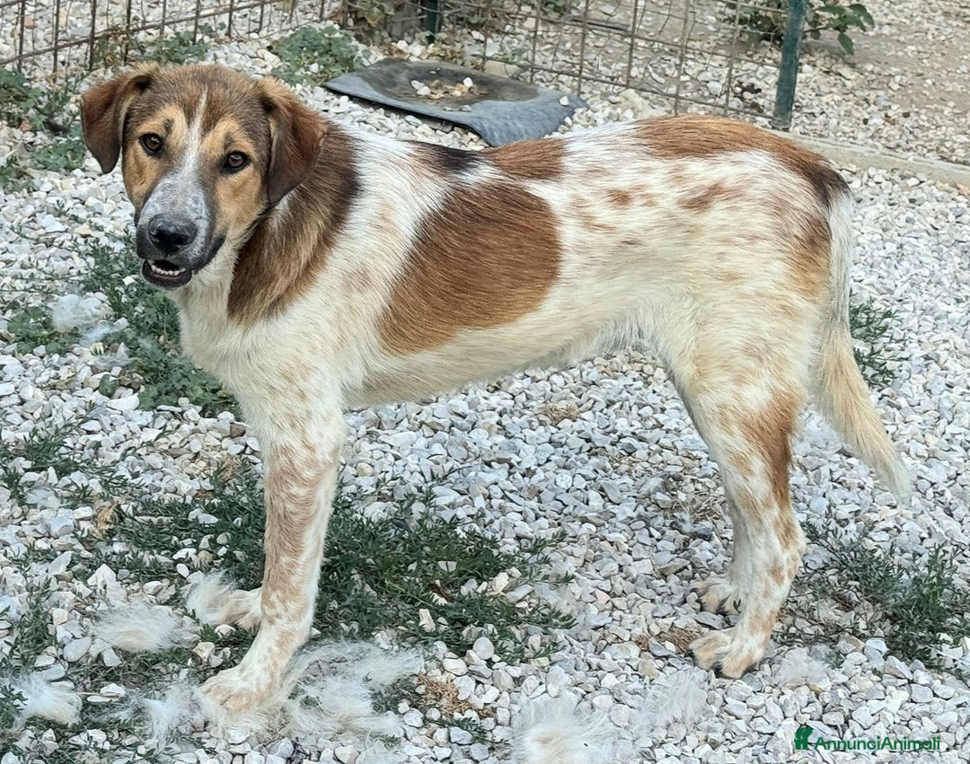 Meticcio cani in regalo: Tristano 8 mesi taglia media  a Provincia di Teramo - Annuncio 5