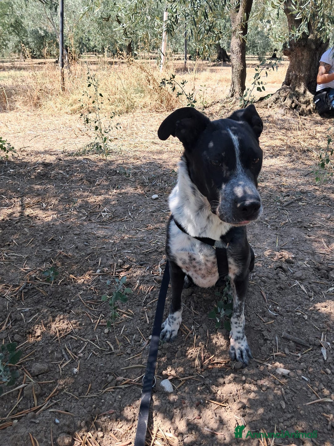 Meticcio cani in regalo: FENICE, dolcissima cagnolona a Provincia di Treviso - Annuncio 3