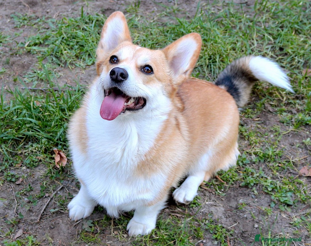 Corgi Pembroke cani in vendita: Femmina Corgi Pembroke - Annuncio 2