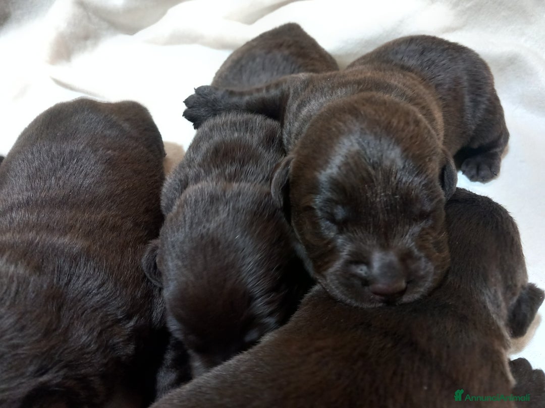 Labrador cani in vendita: Cuccioli di labrador retriver puro chocolate  - Immagine 6