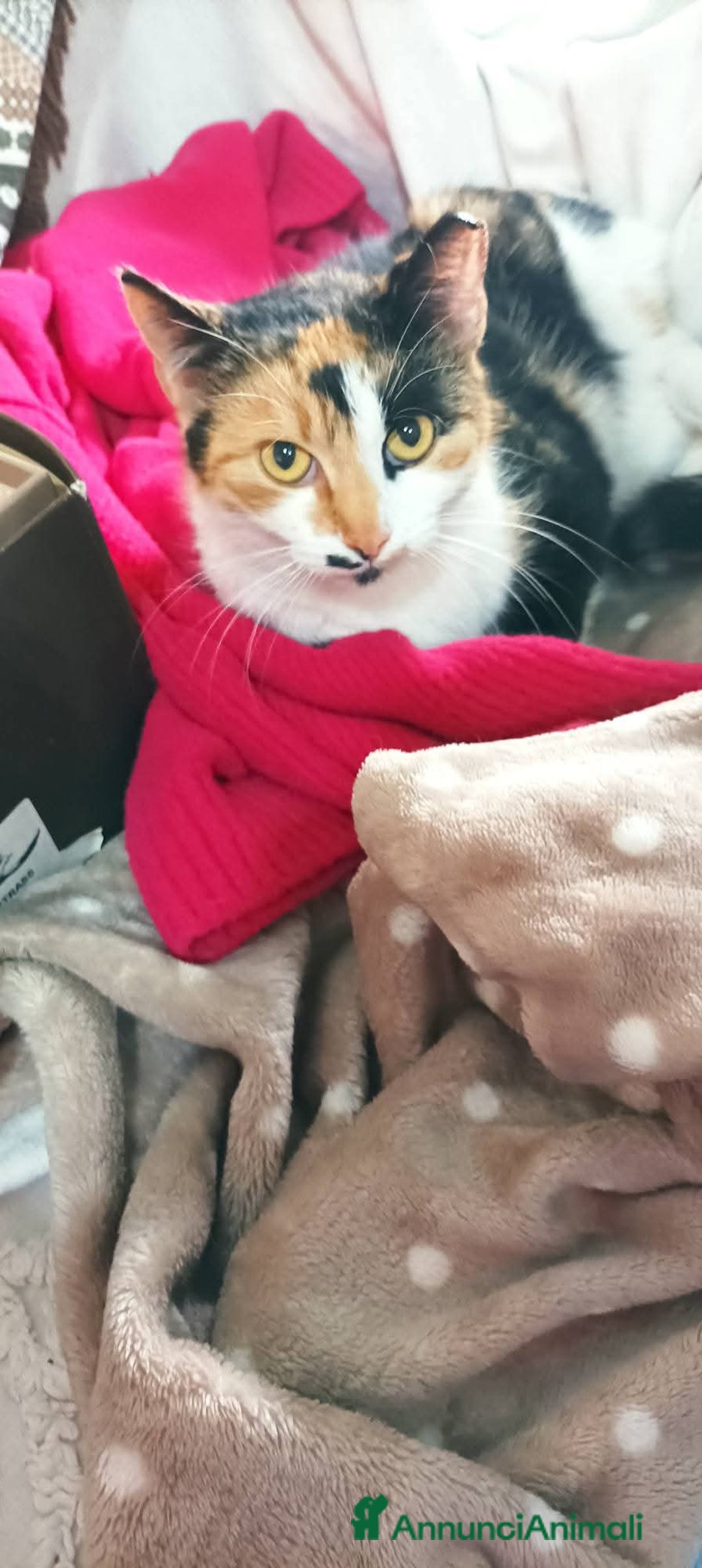 Meticcio gatti in regalo: Cucciola 6 mesi circa, bellissima Talia  - Annuncio 3