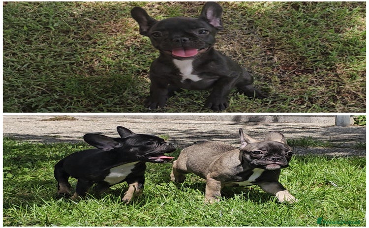 Bulldog Francese cani a Provincia di Vicenza - Annuncio 2