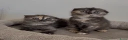 Scottish gatti in vendita: Scottish fold - Annuncio 3