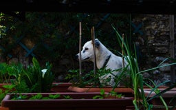 Altre razze cani in regalo: LINK e MAIL, 6 MESI, (01/01/25) a Provincia di Bergamo - Immagine 10