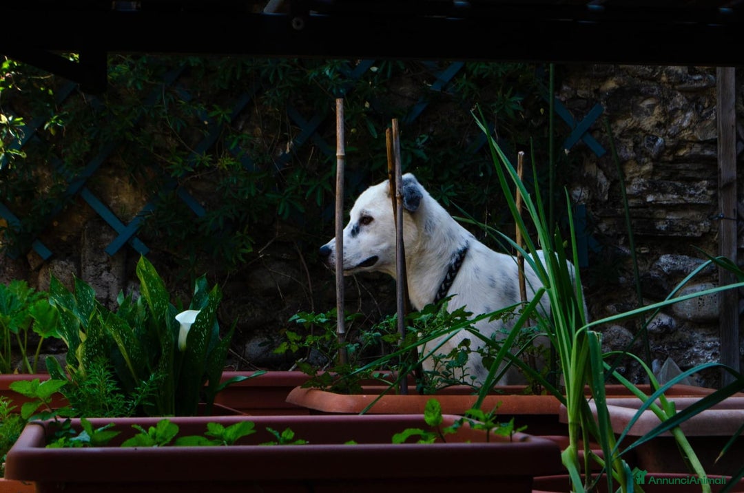 Altre razze cani in regalo: LINK e MAIL, 6 MESI, (01/01/25) a Provincia di Bergamo - Immagine 10