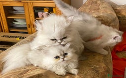 Persiano gatti in vendita: Gattine di due mesi di pura razza persiana a Provincia di Verona - Immagine 4