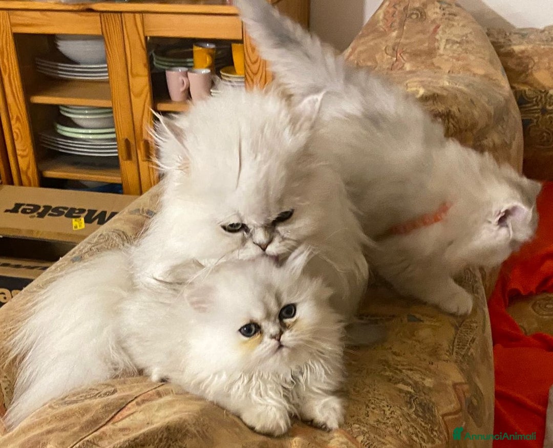 Persiano gatti in vendita: Gattine di due mesi di pura razza persiana a Provincia di Verona - Immagine 4