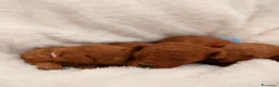 Barboncino Toy cani in vendita: Barboncini Toy di linea asiatica disponibili - Annuncio 14