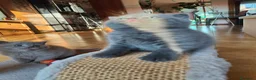 Scottish gatti in vendita: Gatti Scotich Fold e straight  - Annuncio 4