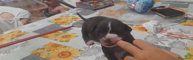 American Pitbull Terrier UKC 5