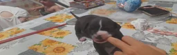 Pitbull cani in vendita: American Pitbull Terrier UKC  a Provincia di Alessandria - Annuncio 11