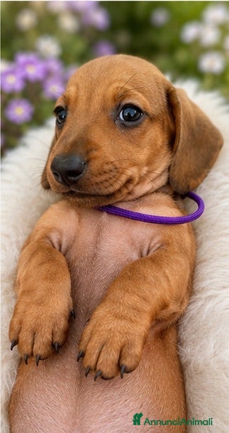 Bassotto cani CUCCIOLI BASSOTTI STANDARD - Annuncio 1