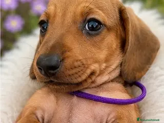Bassotto cani CUCCIOLI BASSOTTI STANDARD - Annuncio 1