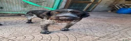 Drahthaar cani in regalo: Fabiana: dolcissima giovane Drahthaar - Annuncio 7
