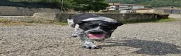 Meticcio cani in regalo: YUKI CUCCIOLO MIX SETTERINO  a Provincia di Varese - Annuncio 8