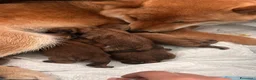 Shiba Inu cani in vendita: Splendidi cuccioli di Shiba Inu - Annuncio 2