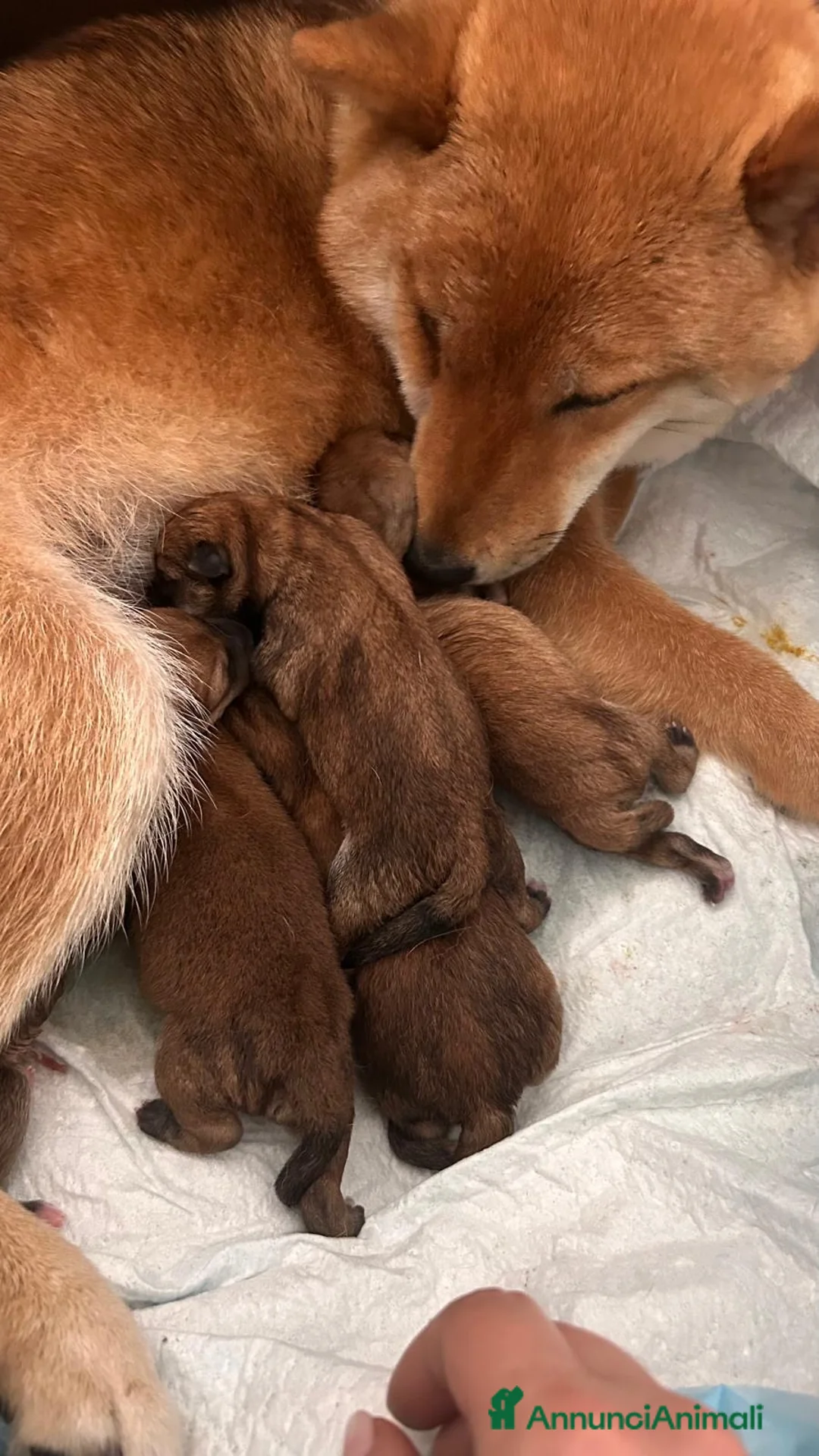 Shiba Inu cani in vendita: Splendidi cuccioli di Shiba Inu - Annuncio 2