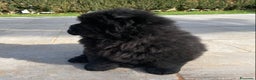 Chow Chow cani in vendita: Chow Chow Cucciole femmine nero e rosso  - Annuncio 12