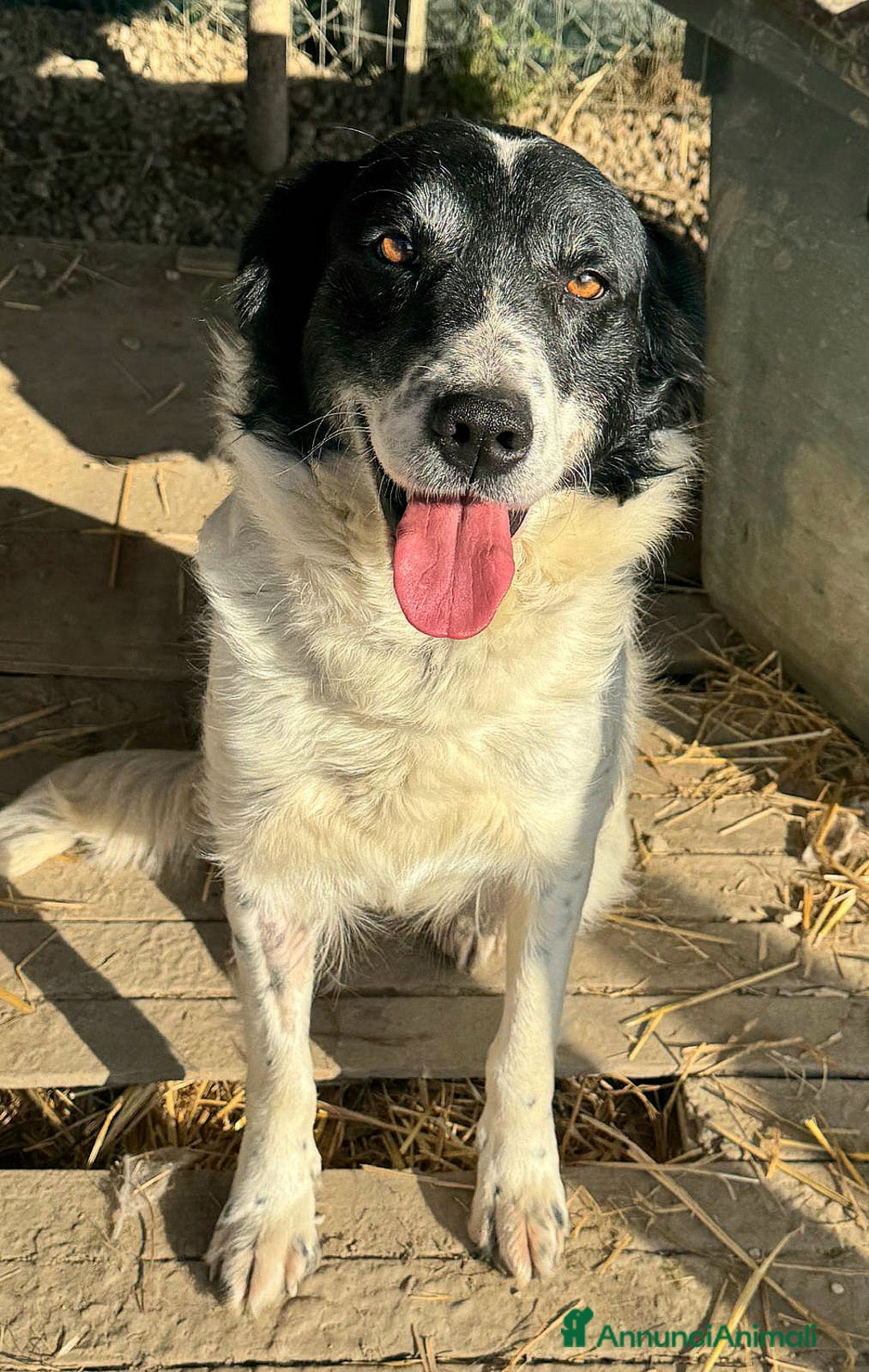 Meticcio cani in regalo: Tessa 2 anni Taglia media  - Annuncio 3