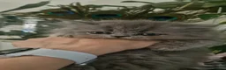 Persiano gatti in vendita: Gattino maschio - Annuncio 7