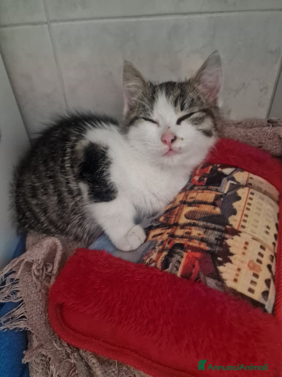 Europeo gatti in regalo: Gattina - Annuncio 2